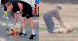 Simpatico Golden Retriever si finge morto al parco. La scena è esilarante (VIDEO)