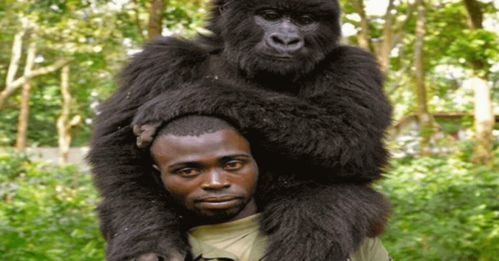 gorilla con il suo amico ranger