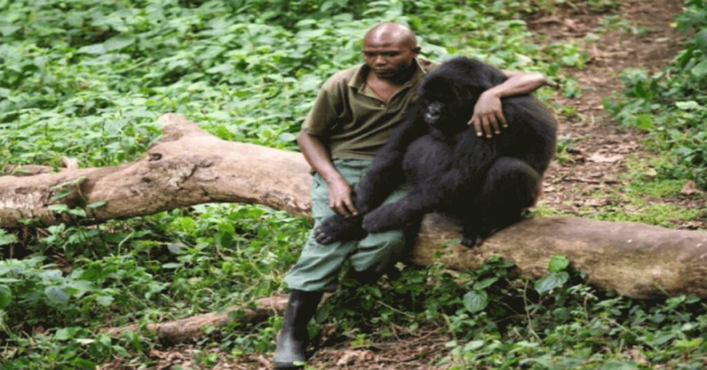 gorilla con il suo amico ranger