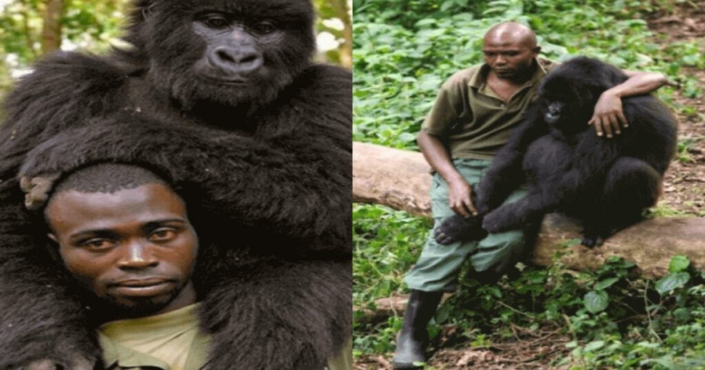 gorilla con il suo amico ranger