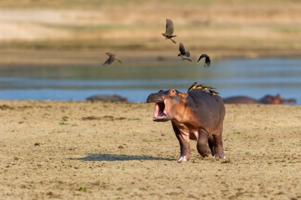 Ippopotamo con uccelli sulla schiena