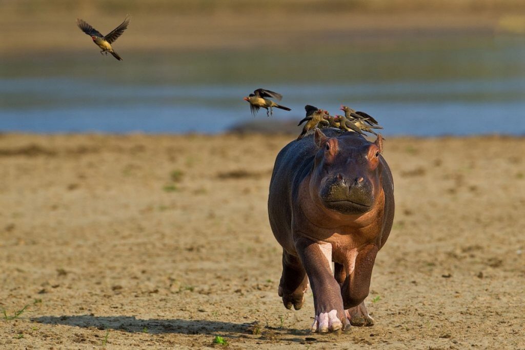 Ippopotamo con uccelli sulla schiena