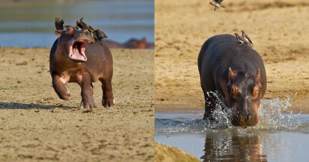 Ippopotamo con uccelli sulla schiena