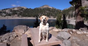 Labrador sente l’eco per la prima volta ed è confuso (VIDEO)