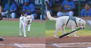 Labrador usa il muso per riportare le mazze della sua squadra di baseball (VIDEO)
