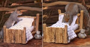 Donna costruisce un lettino per uno scoiattolo che va sempre nel suo giardino