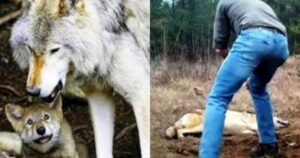 Rischia la vita per salvare il lupo e i suoi cuccioli, così lei ricambia il favore