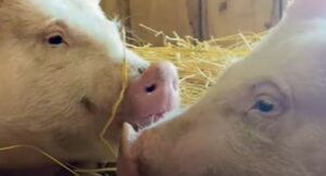 Le sorelle maialine Loretta e Dolly stanno guarendo dai dolori subiti in un laboratorio di ricerca (VIDEO)