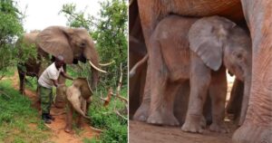 Mamma elefante porta il suo piccolo a conoscere i suoi soccorritori