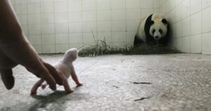 Mamma panda rifiuta il suo bambino, ma dopo viene ripresa mentre il suo istinto entra in gioco