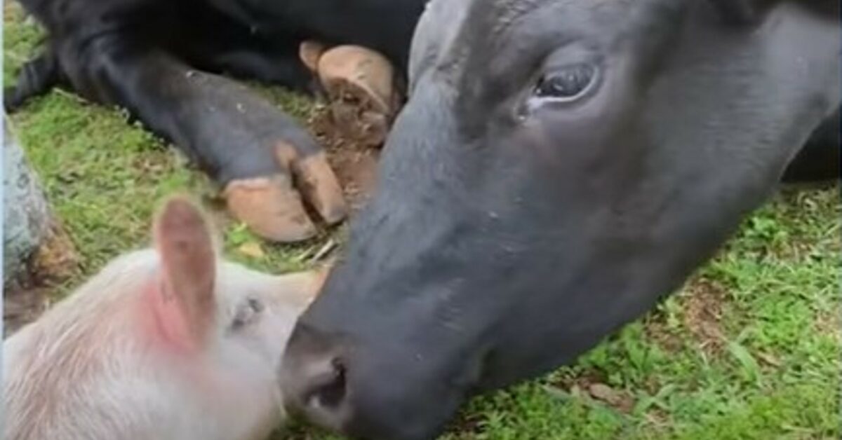 La mucca Francisco, insieme ai suoi amici animali, conduce una vita ...