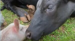 La mucca Francisco, insieme ai suoi amici animali, conduce una vita meravigliosa; la storia (VIDEO)