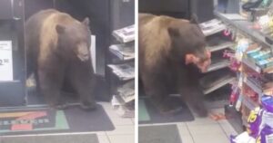 Orso entra nel negozio per rubare dolci e poi se ne va come se nulla fosse, ormai è un cliente abituale (VIDEO)