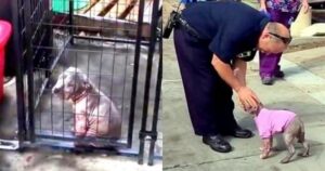 Pompiere salva povero cucciolo maltrattato e abbandonato. Il cucciolo non lo lascia più andare (VIDEO)