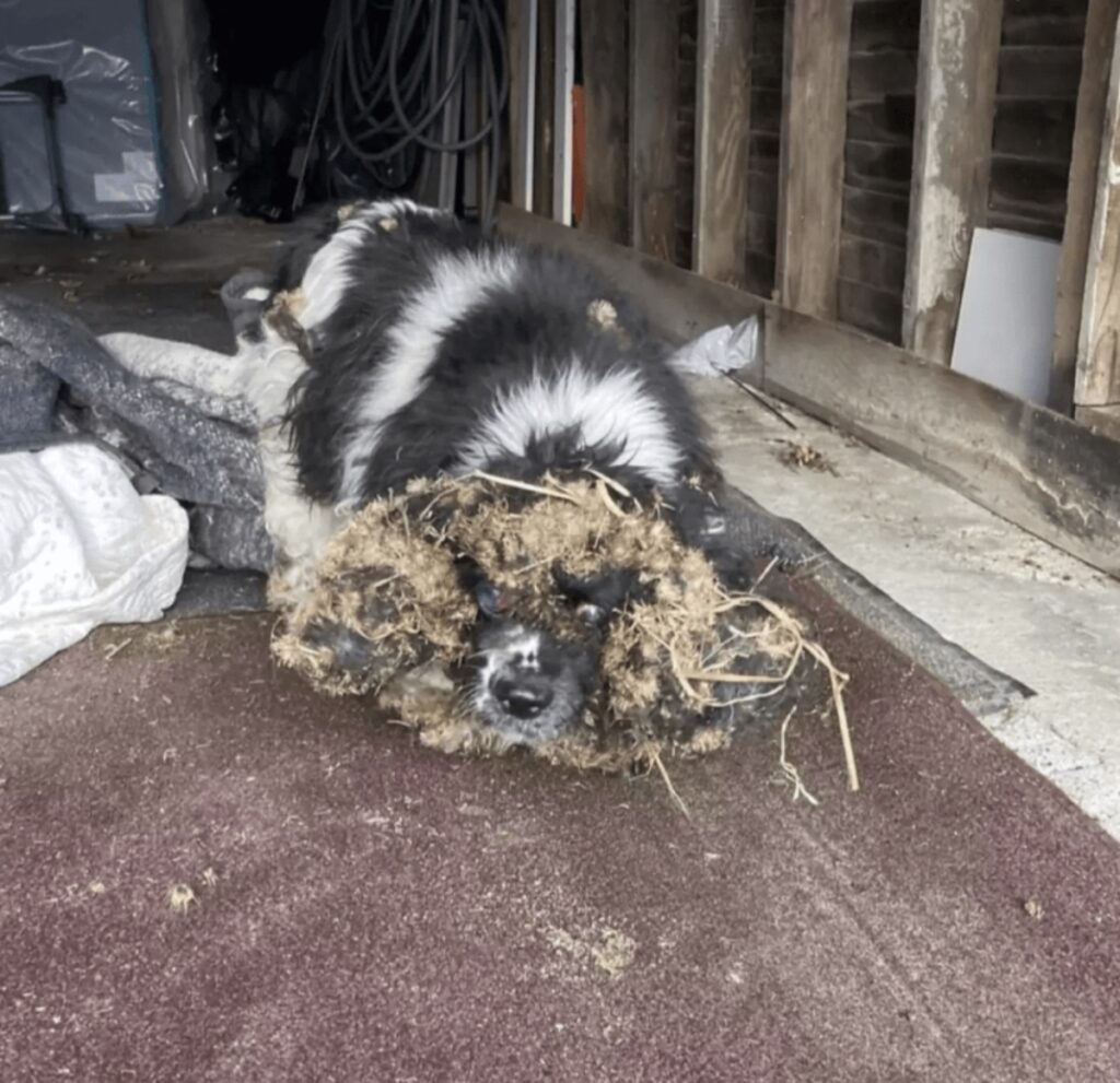 povero cane viene salvato da una toilettatrice