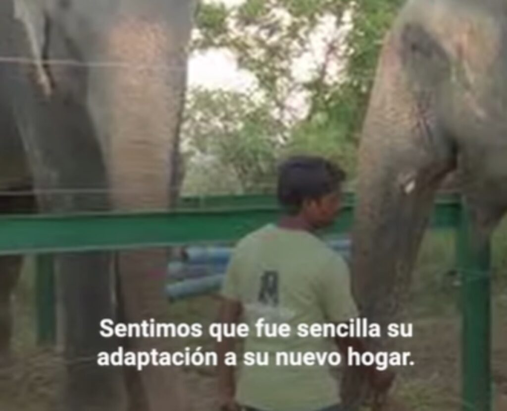 Elefante Raju viene liberato dopo 50 anni