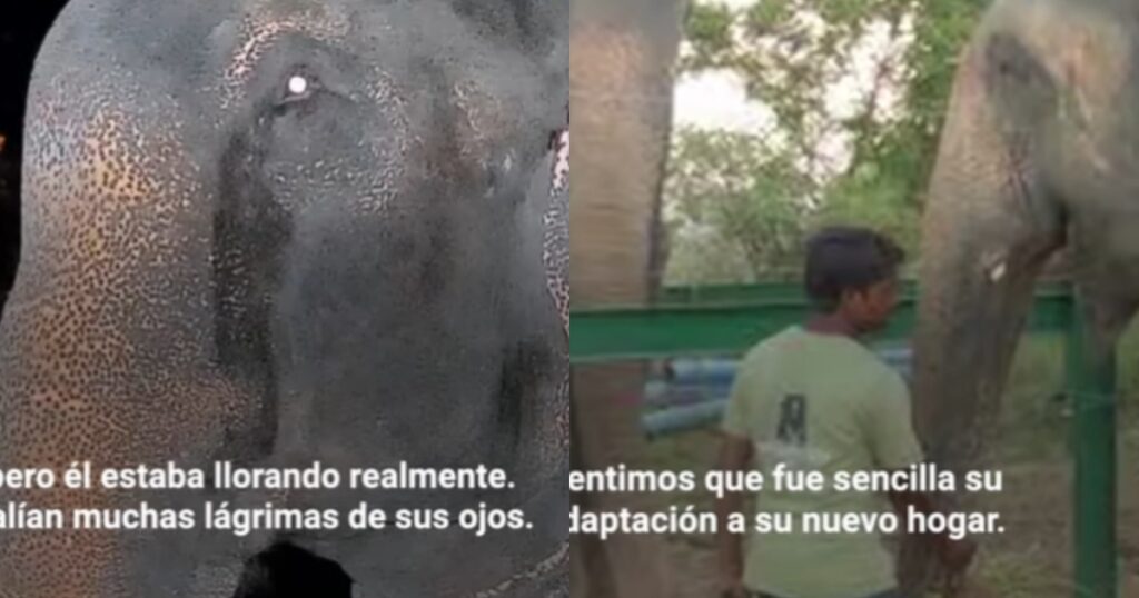 Elefante Raju viene liberato dopo 50 anni