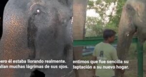 La storia di Raju: l’elefante che ha pianto quando è stato liberato dopo 50 anni di cattività (VIDEO)