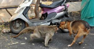 Scimmia difende un cucciolo dall’aggressione di alcuni cani e lo adotta