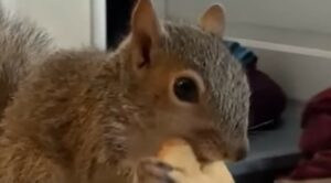 Uno scoiattolo orfano trova un amico speciale che gli ridona la vita (VIDEO)