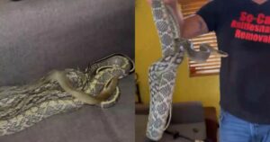 Enorme spavento: uomo trova un serpente di circa 2 metri sul divano di casa sua (VIDEO)