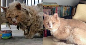 Sporco e affamato, un gattino implora di essere aiutato con il groviglio di peli che gli impedisce di camminare (VIDEO)