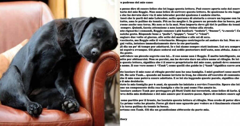 Labrador Tank: il cane su cui il suo ex padrone ha continuato a vegliare