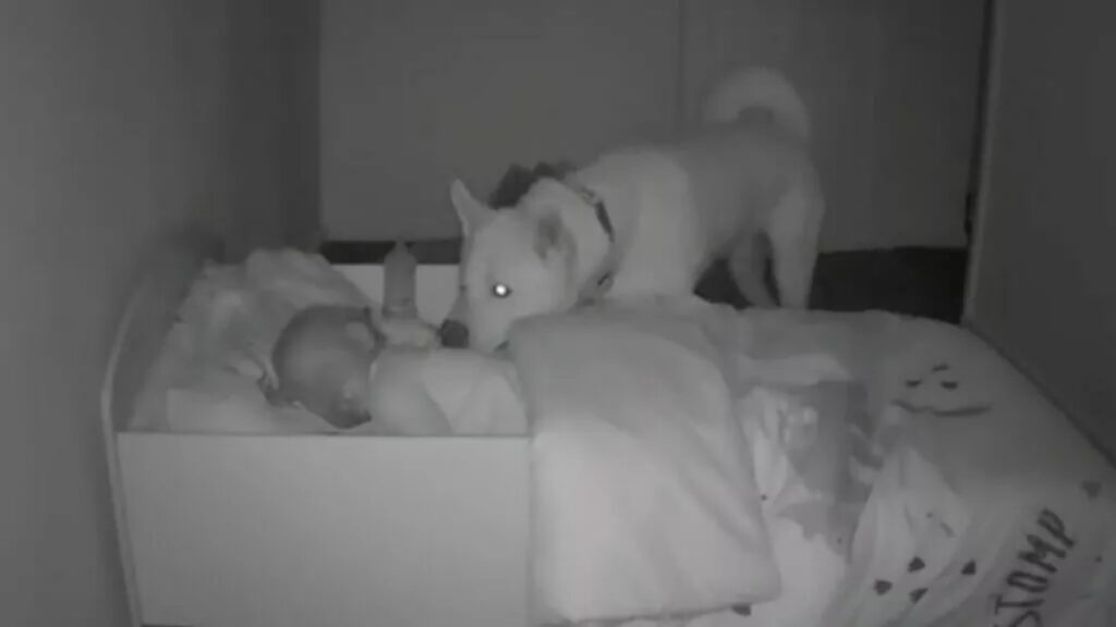 Telecamere riprendono cane e bambino di notte