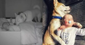 Telecamere nascoste riprendono cucciolo che tiene sotto controllo il suo piccolo amico tutte le notti