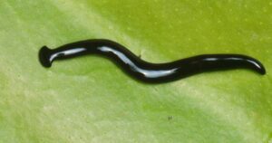 Uomo trova uno strano serpente con le corna in casa sua. Ecco cos’era