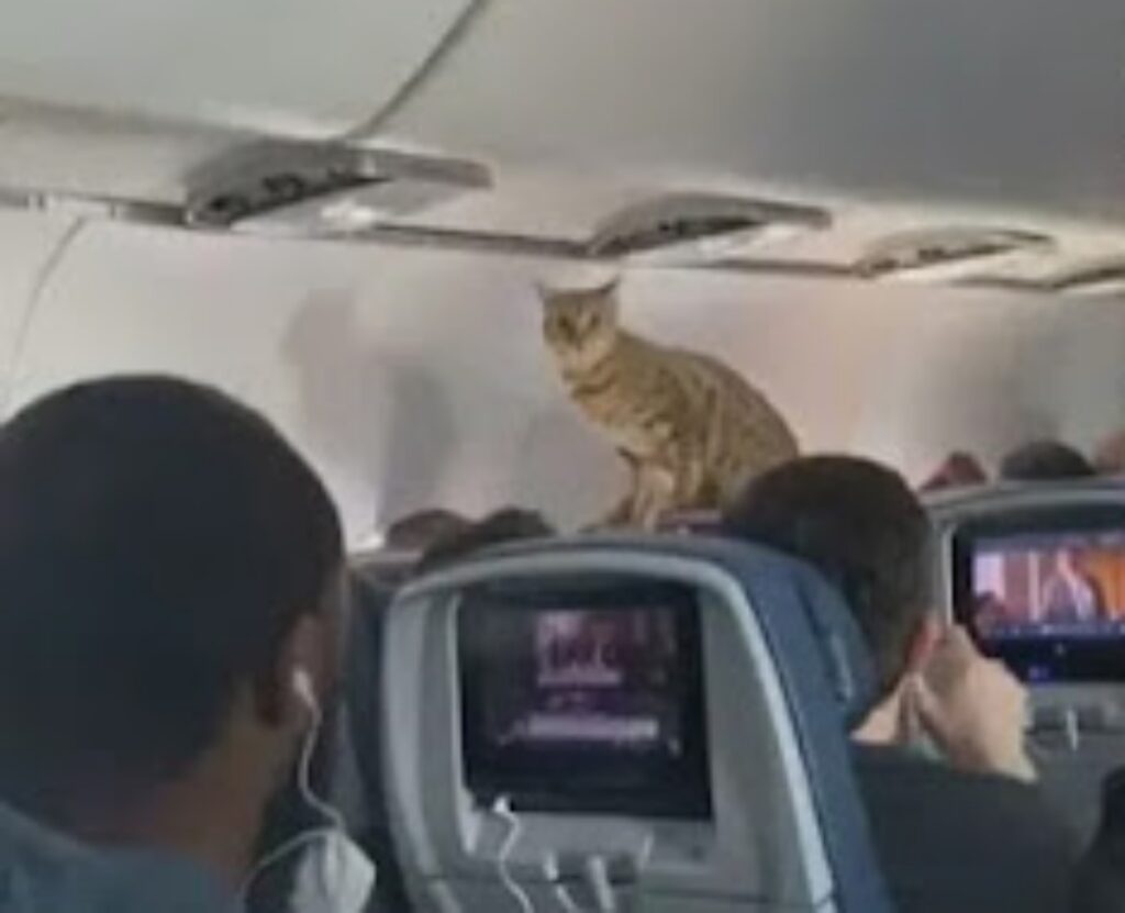 viaggio in aereo rallegrato da un gatto