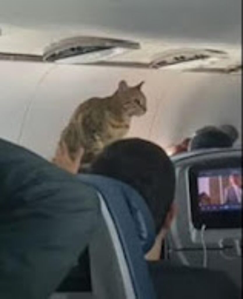 viaggio in aereo rallegrato da un gatto