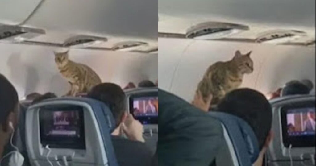 viaggio in aereo rallegrato da un gatto