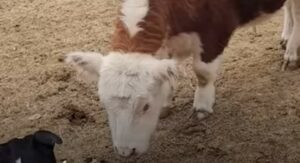 Il vitellino Haru ha tantissimi amici speciali che gli dimostrano quanto tengono a lui (VIDEO)