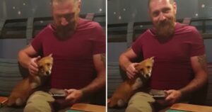 Adorabile volpe si avvicina all’uomo seduto nella birreria del pub
