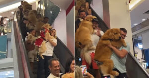 151 Golden Retriever vengono catturati mentre sfilano in un centro commerciale in Brasile (Video)