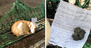 “Adottate Max”: cane viene abbandonato su una panchina con un bigliettino