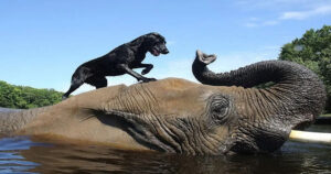 La splendida amicizia tra Bubbles e Bella, un Labrador e un elefante africano