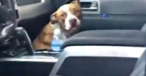 Buddy, il povero cane randagio che è salito sopra l’auto in cerca di una famiglia