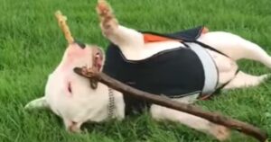 La Bull Terrier Cookie si innervosisce e diventa dispettosa quando i proprietari non le danno le giuste attenzioni (VIDEO)