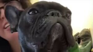 La Bulldog francese Ella è tornata di nuovo ad essere felice dopo aver conosciuto la sofferenza (VIDEO)