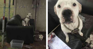 Donna ha trovato un cucciolo abbandonato che aspettava la sua famiglia vicino a un divano