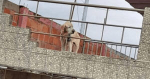Labrador anziano con gli occhi tristi passa la sua intera vita sul terrazzo della sua casa