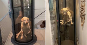 Famiglia ha installato un ascensore in casa in modo che il loro cane con displasia  dell’anca non abbia difficoltà
