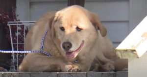 Labrador percorre 90 km per tornare nella casa dove abitava prima che sua famiglia si trasferisse