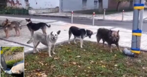 Cani affamati in Ucraina si mettono in fila per ricevere del cibo