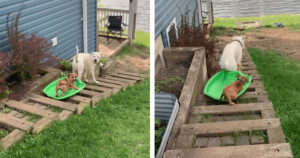 Cuccioli di cane giocano con la slitta sopra il patio e si divertono come dei bambini