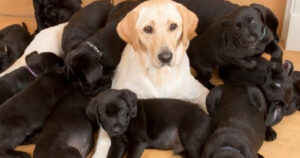 Labrador mamma partorisce 13 cuccioli davvero strani