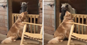 Golden Retriever adorabile conforta un cavallino malato