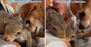 Cucciolo di Chihuahua ha adottato due piccoli scoiattolo rimasti orfani e si prende cura di loro